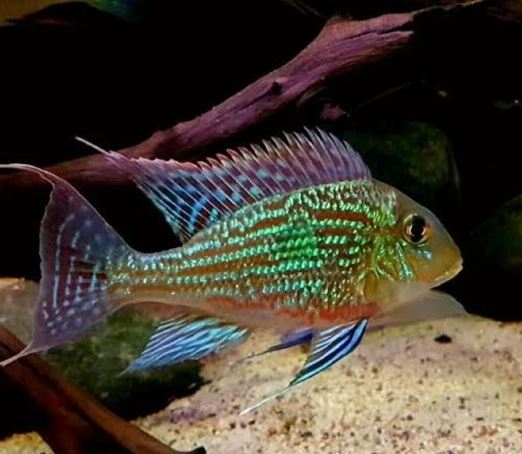 Geophagus sveni