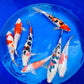Imported Koi (3 inch)