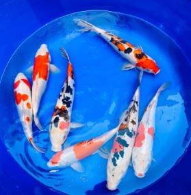 Imported Koi (3 inch)