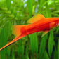 Red Swordtail