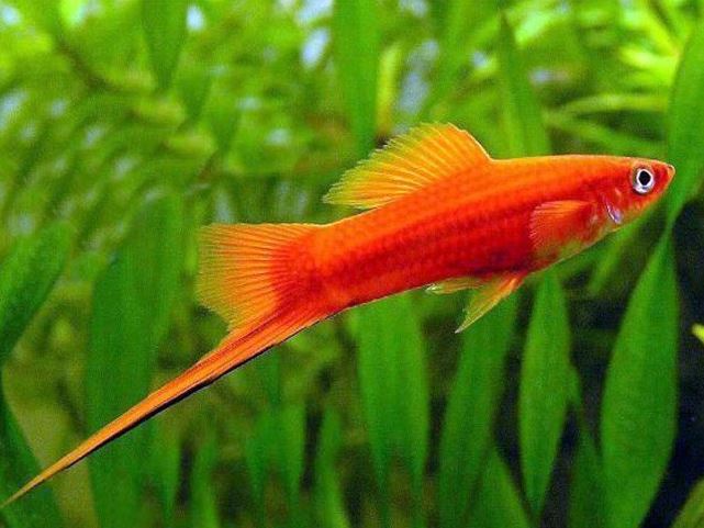 Red Swordtail