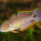Peacock Gudgeon