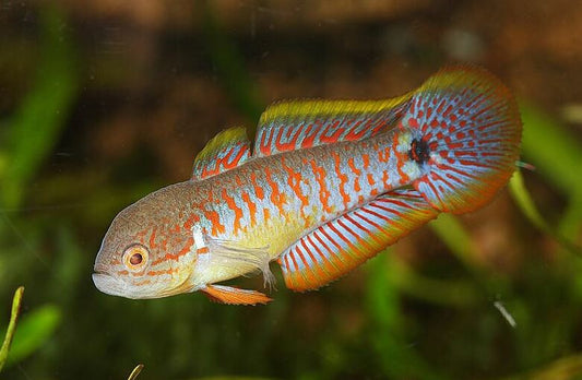 Peacock Gudgeon