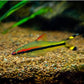 Roseline Shark / Red-Line Torpedo Barb
