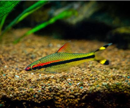 Roseline Shark / Red-Line Torpedo Barb