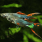 El Dorado Endler Male