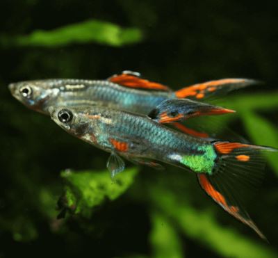 El Dorado Endler Male
