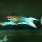 Japanese Lyretail Guppy Males