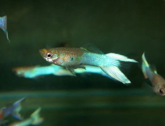 Japanese Lyretail Guppy Males