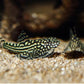 Hillstream loach / Chinese UFO Loach
