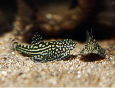 Hillstream loach / Chinese UFO Loach