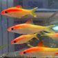 Gold Roseline Shark