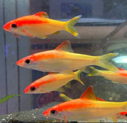 Gold Roseline Shark