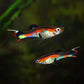 Assorted Endler Males