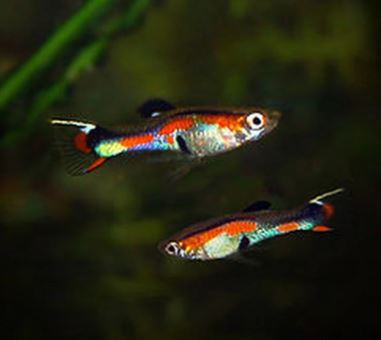 Assorted Endler Males