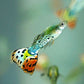 Leopard Tux Guppy Males
