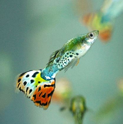 Leopard Tux Guppy Males
