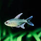 Diamond Tetra