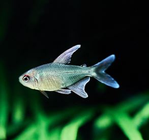 Diamond Tetra