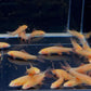 Albino Rainbow Shark (S)