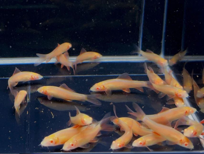 Albino Rainbow Shark (S)