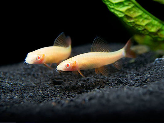 Albino Rainbow Shark (S)