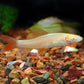 Albino Rainbow Shark (S)