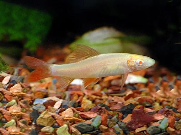 Albino Rainbow Shark (S)