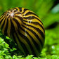 Zebra Nerite Snail