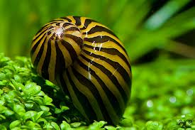 Zebra Nerite Snail