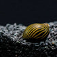 Assorted Nerite Snail