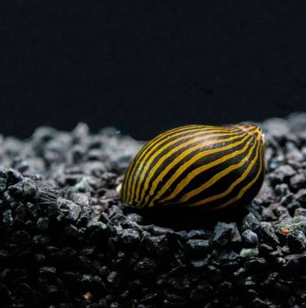 Assorted Nerite Snail