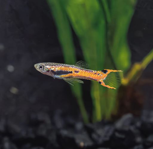 Scarlet Endler pairs