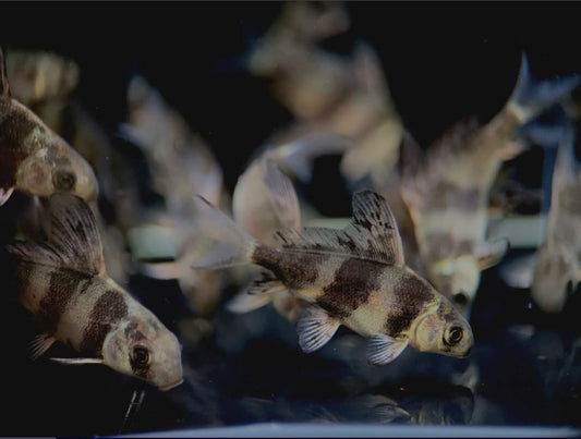 High Fin Banded Shark / Loach