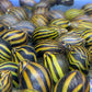 Zebra Nerite Snail