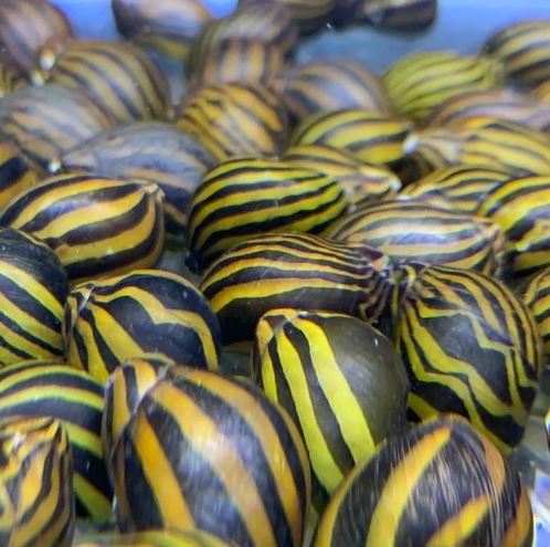 Zebra Nerite Snail