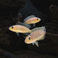 Neolamprologus similis- Zebra Shell Dweller (1.5"-2")