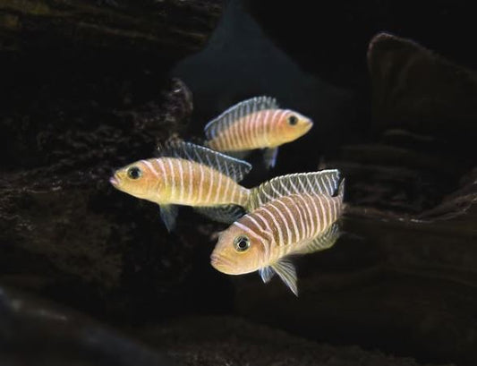 Neolamprologus similis- Zebra Shell Dweller (1.5"-2")