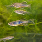 Longfin Zebra Danio