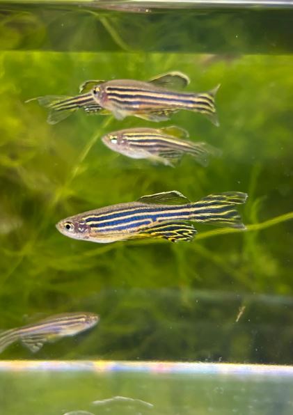 Longfin Zebra Danio