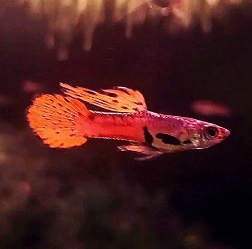 HiFin Red Endler
