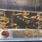 HiFin Red Endler