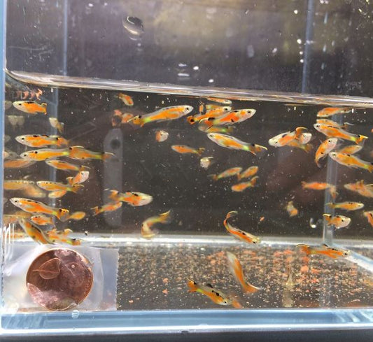 HiFin Red Endler