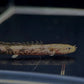 Saddled Bichir