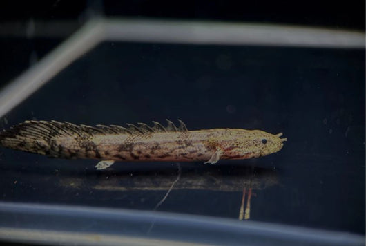 Saddled Bichir