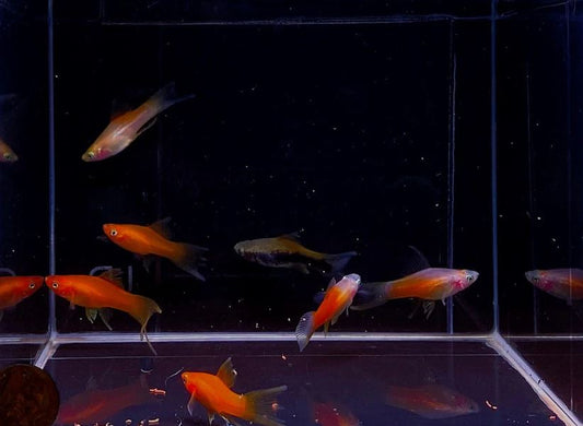 Assorted Double Swordtail