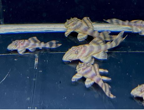 L398 Tankei Pleco (1.0-1.5")