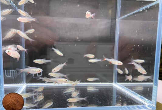 Bloodfin Tetra