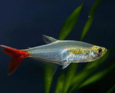 Bloodfin Tetra