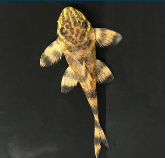 L398 Tankei Pleco (1.0-1.5")